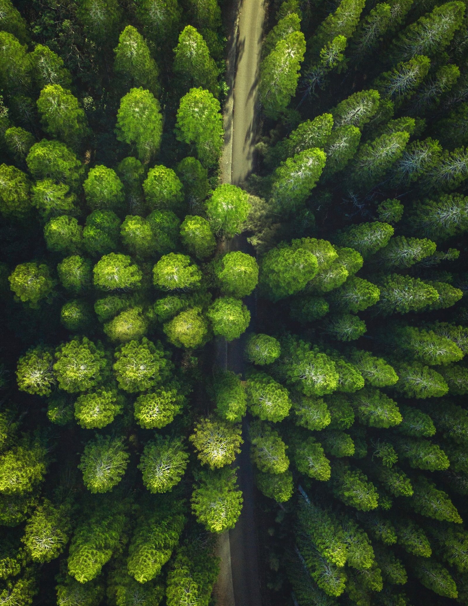 pexels lukas rodriguez 3573351